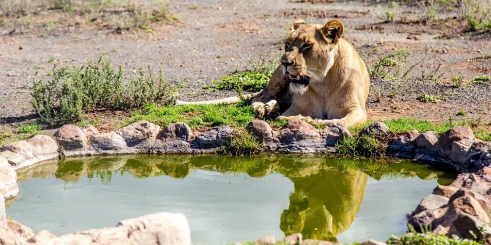 South Africa - Wild Cat Sanctuary14