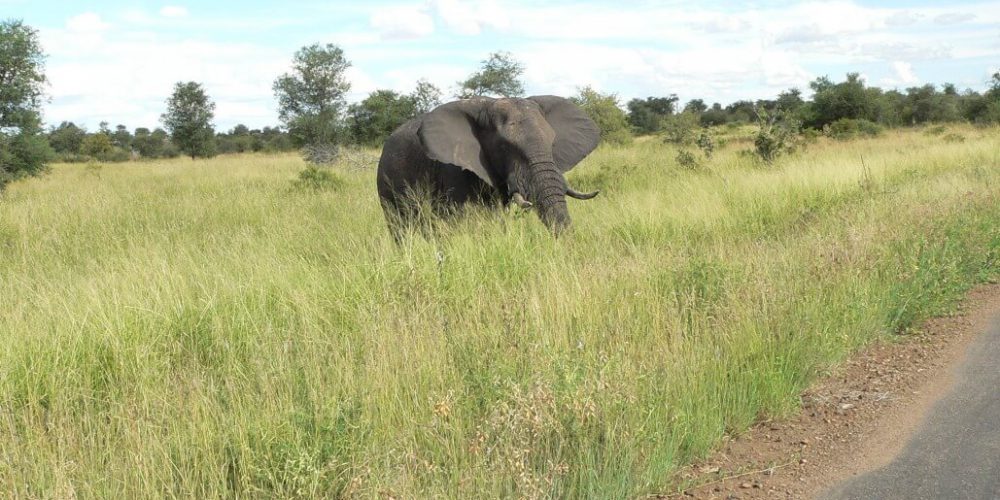 South Africa - Wildlife Rehabilitation Center13