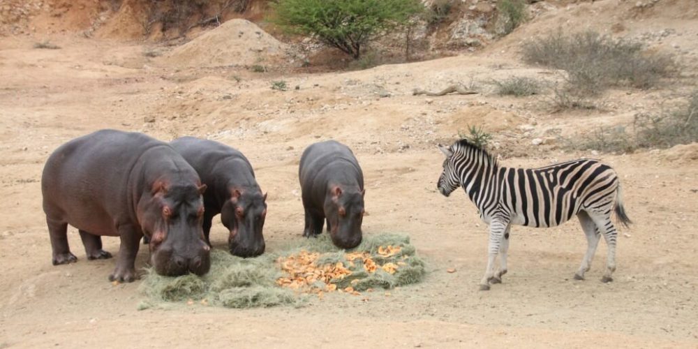 South Africa - Wildlife Rehabilitation Center17