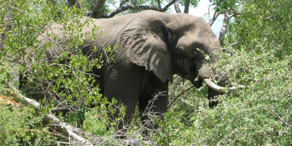 South Africa - Wildlife Rehabilitation Center21