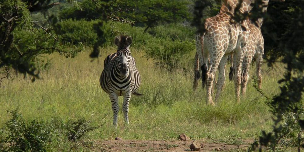 South Africa - Wildlife Rehabilitation Center23