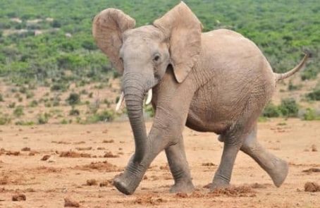 South-Africa-african-elephant-research-and-conservation-main1