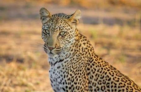 South-Africa-big-cats-research-and-conservation-in-the-greater-kruger-area-main1