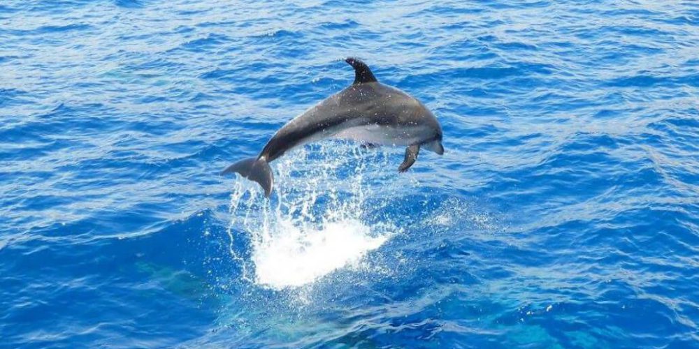 Spain - Canary Islands Dolphin and Whale Research15