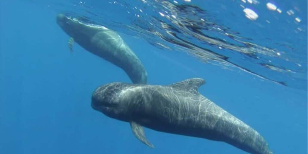 Spain - Canary Islands Dolphin and Whale Research41