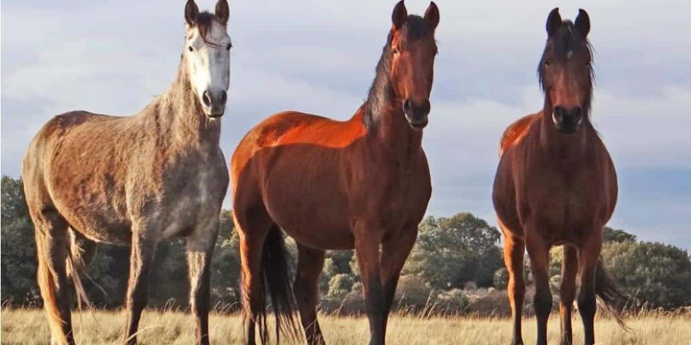 Spain - Wildlife Research and Ecological Farming18