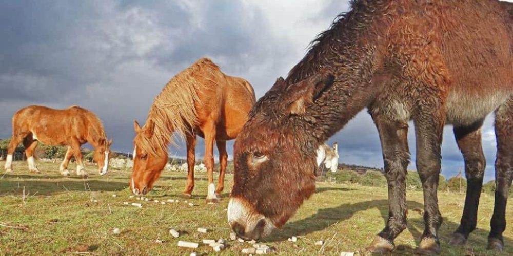 Spain - Wildlife Research and Ecological Farming7