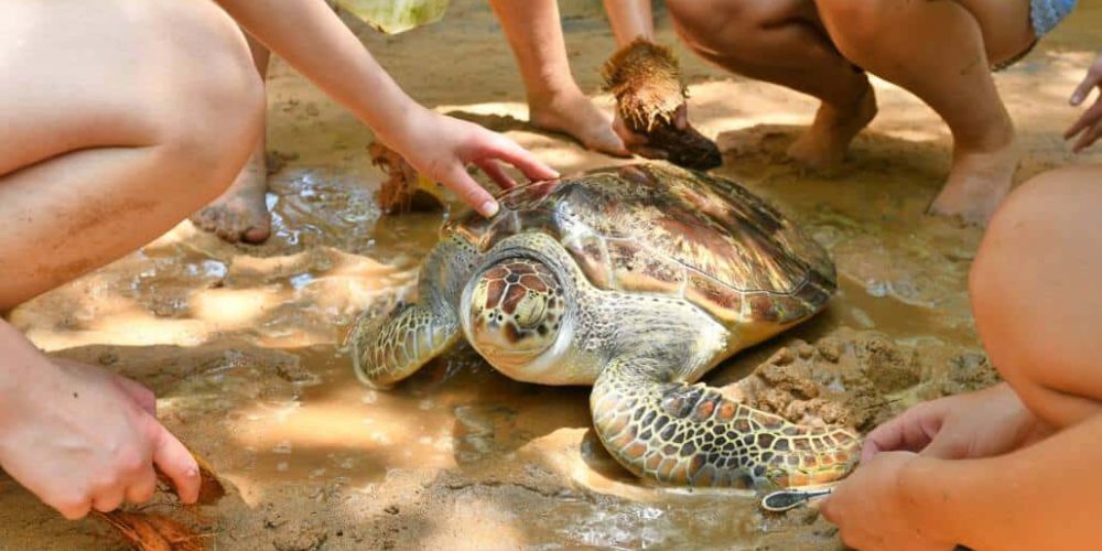 Sri Lanka - Family-Friendly Sea Turtle Rescue and Rehabilitation7