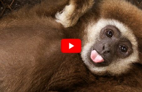 Thailand---Gibbon-Primate-Sanctuary---main---Video