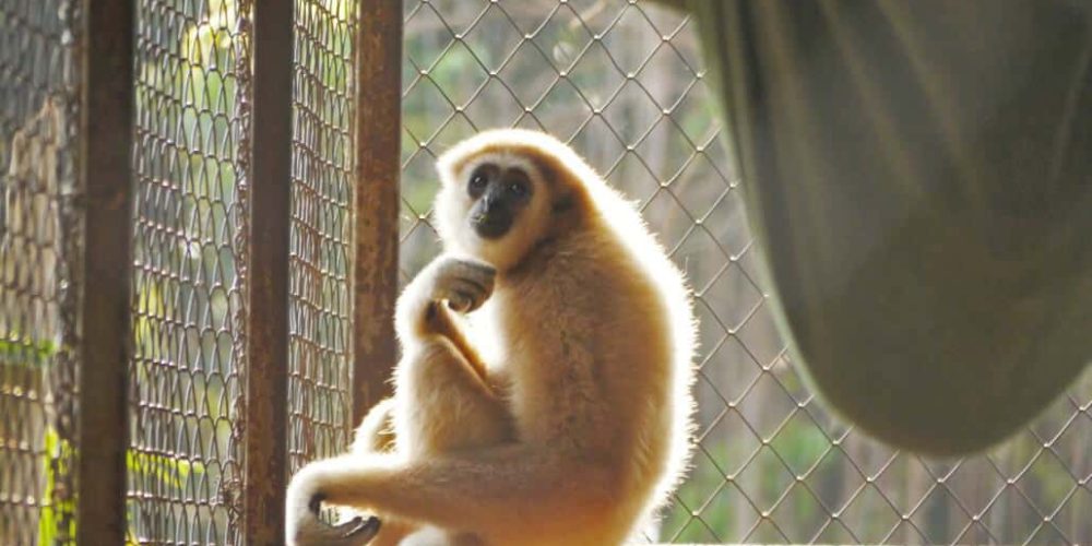 Thailand - Gibbon Primate Sanctuary5