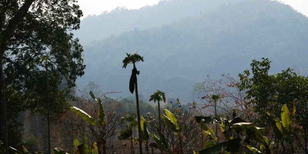 Thailand - Gibbon Primate Sanctuary7