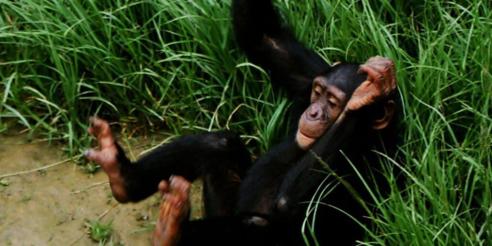 Zambia - Chimpanzee Wildlife and Orphan Care5