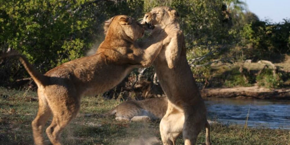 Zambia - Lion Rehabilitation and Conservation in Livingstone7