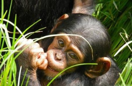 Zambia-zambia-chimpanzee-wildlife-and-orphan-care-main1