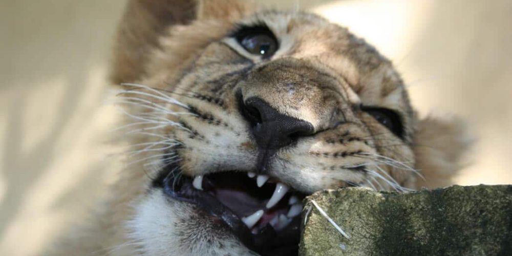 Zimbabwe - African Wildlife Orphanage5