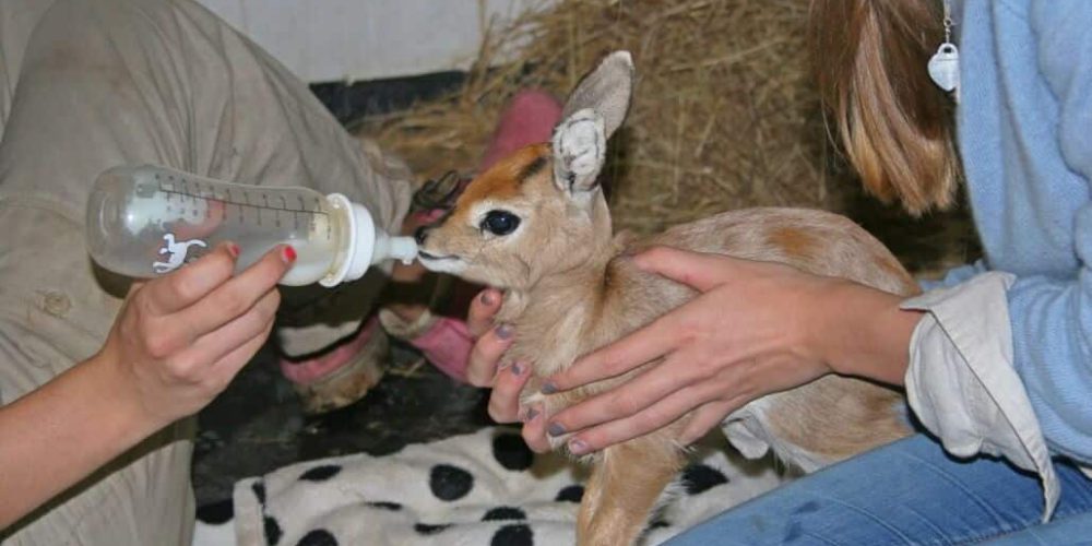 Zimbabwe - Family-Friendly African Wildlife Orphanage6