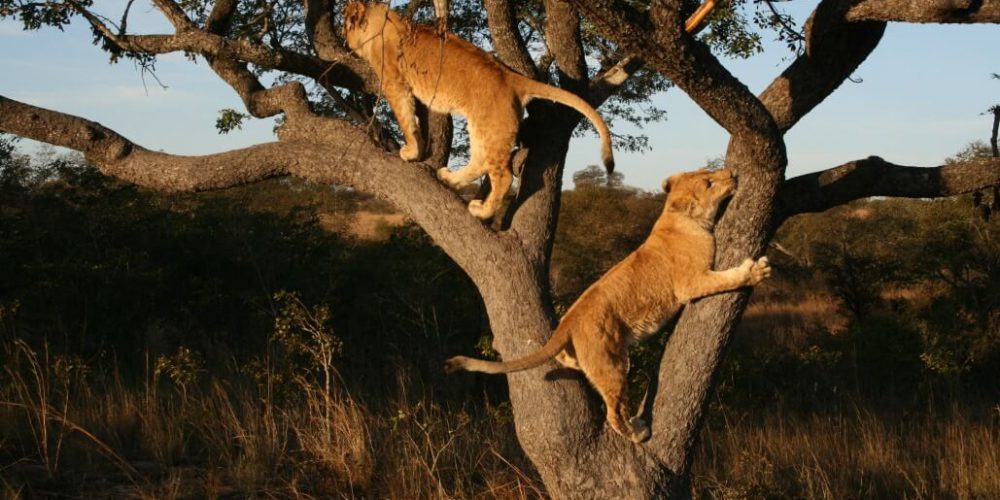 Zimbabwe - Horse Management and Lion Rehabilitation13