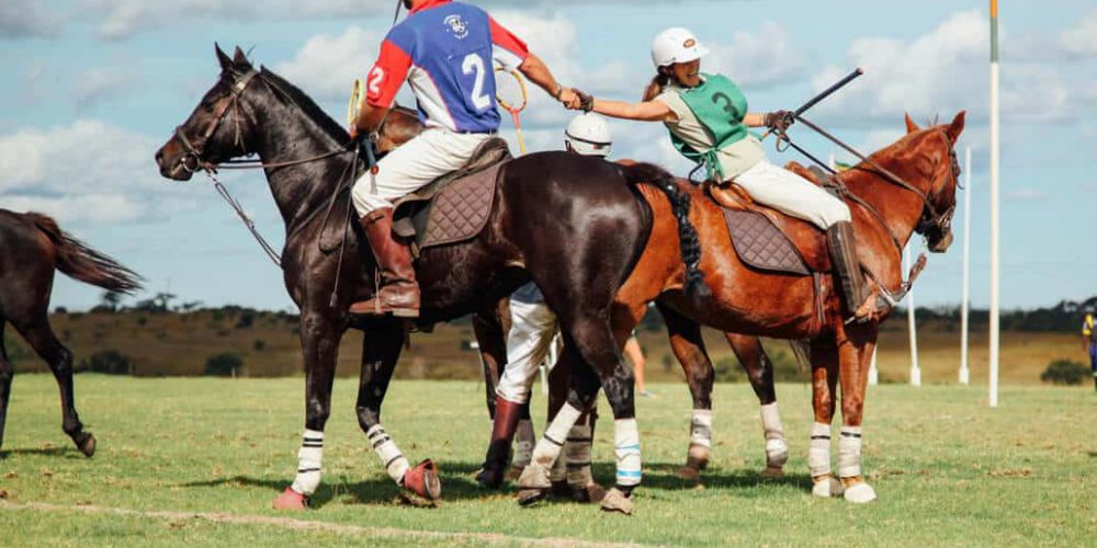 Zimbabwe - Horse Management and Lion Rehabilitation2