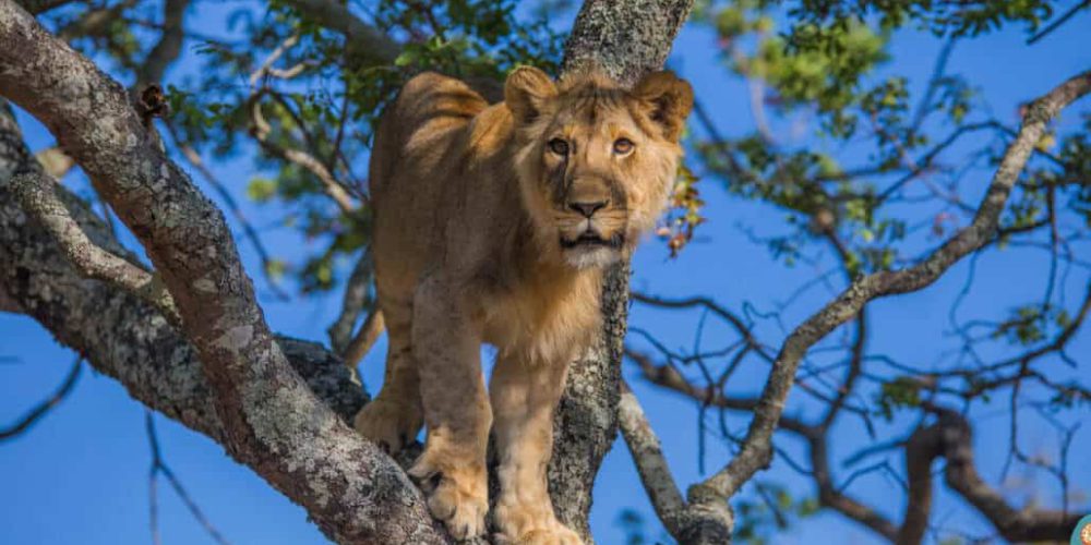 Zimbabwe - Horse Management and Lion Rehabilitation5