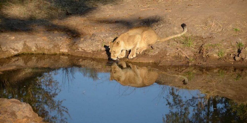 Zimbabwe - Lion Conservation in Victoria Falls26