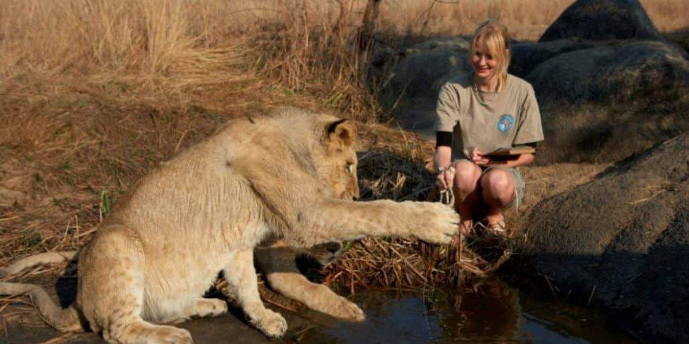 Zimbabwe - Lion Conservation in Victoria Falls27