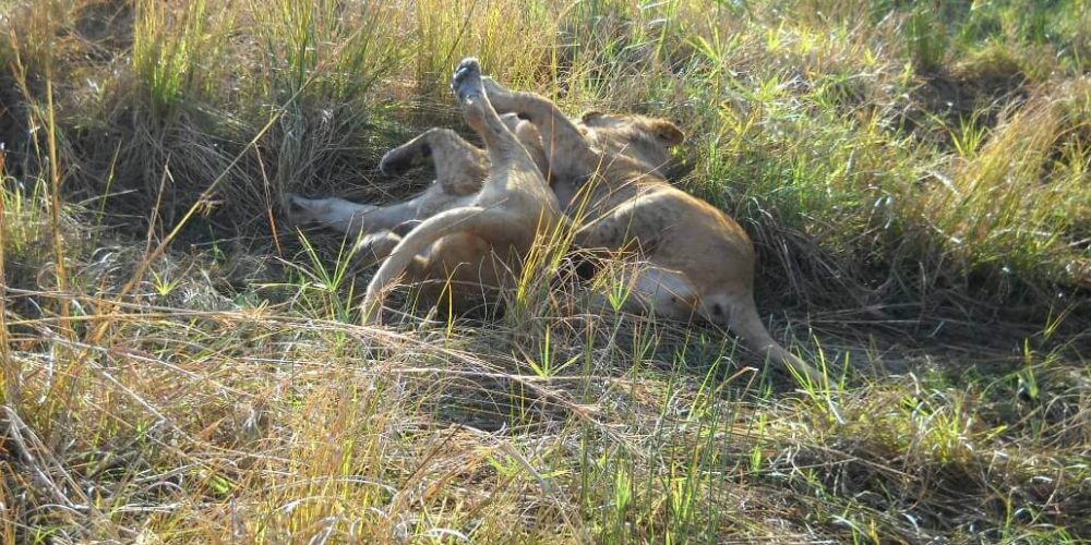 Zimbabwe - Lion Conservation in Victoria Falls33