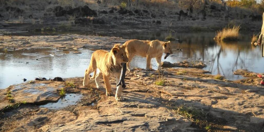 Zimbabwe - Lion Conservation in Victoria Falls6