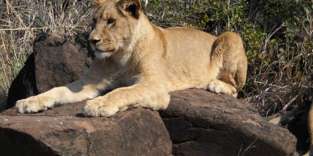 Zimbabwe - Lion Conservation in Victoria Falls7