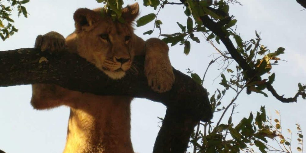 Zimbabwe - Lion Conservation in Victoria Falls8