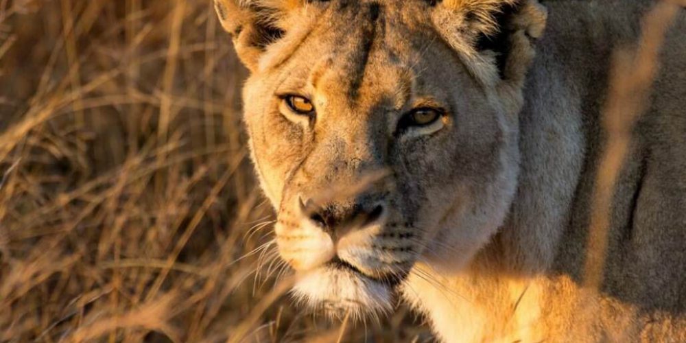 Zimbabwe - Lion Rehabilitation in Antelope Park11