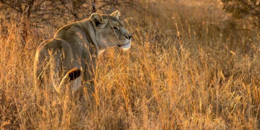 Zimbabwe - Lion Rehabilitation in Antelope Park12