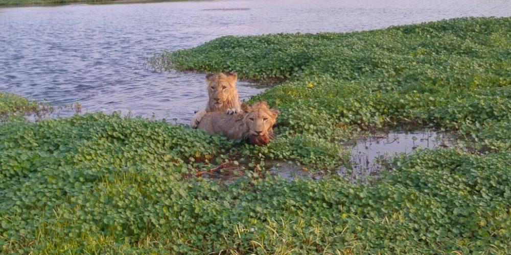 Zimbabwe - Lion Rehabilitation in Antelope Park9