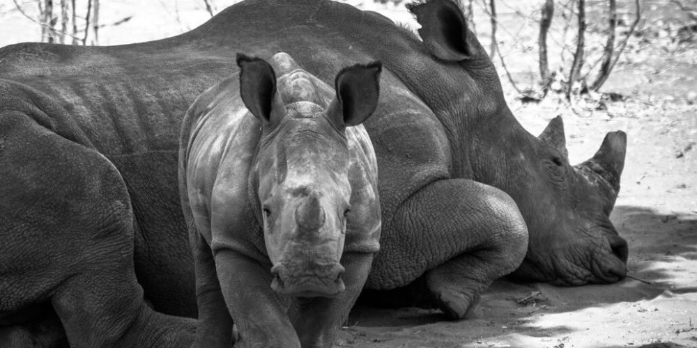 Zimbabwe - Wildlife Photography and Conservation in Victoria Falls6