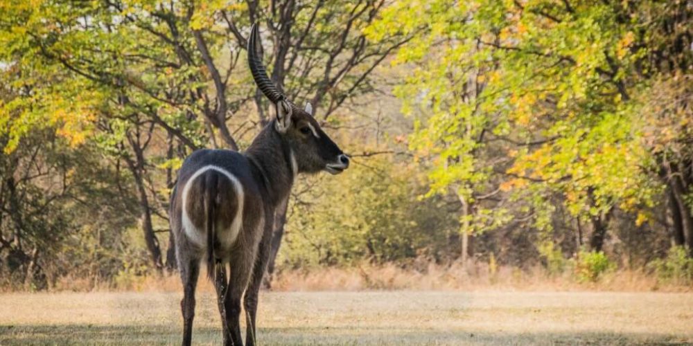 Zimbabwe - Wildlife Photography and Conservation in Victoria Falls8