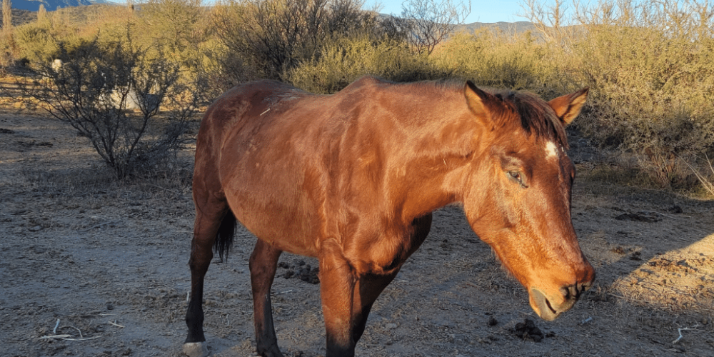 argentina-horse-volunteer-and-animal-sanctuary1