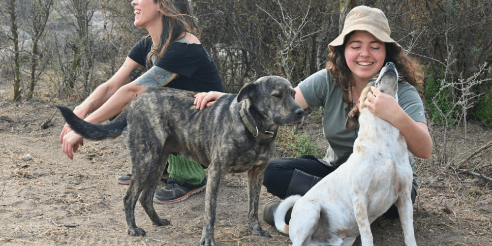 argentina-horse-volunteer-and-animal-sanctuary17