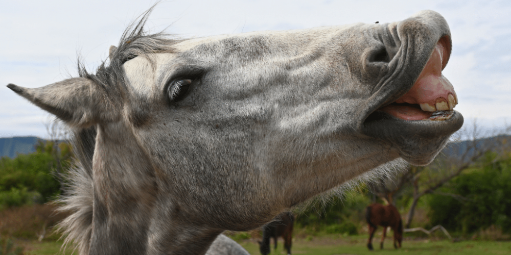 argentina-horse-volunteer-and-animal-sanctuary20