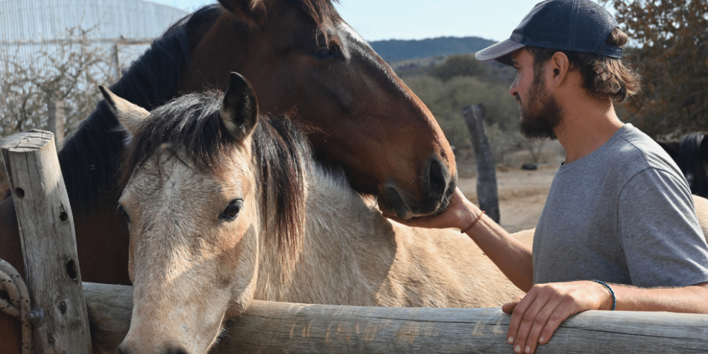 argentina-horse-volunteer-and-animal-sanctuary22