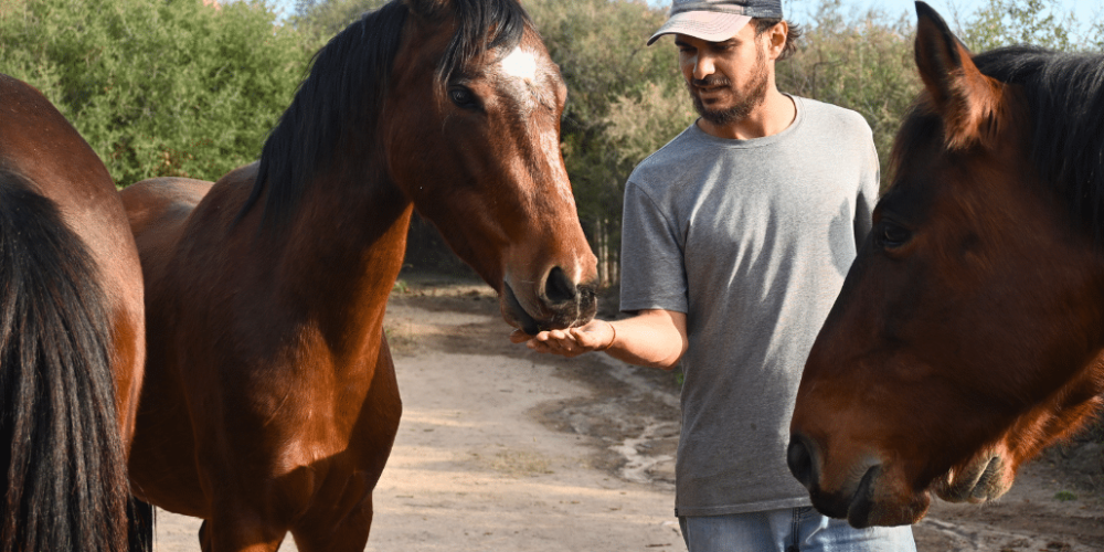 argentina-horse-volunteer-and-animal-sanctuary23