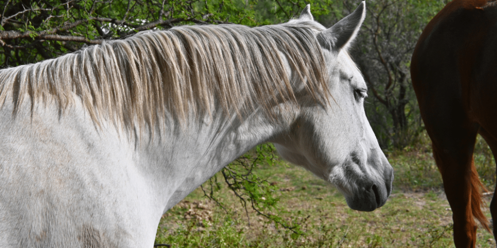 argentina-horse-volunteer-and-animal-sanctuary26