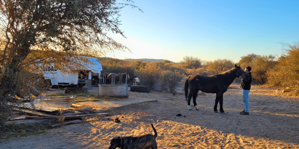 argentina-horse-volunteer-and-animal-sanctuary32