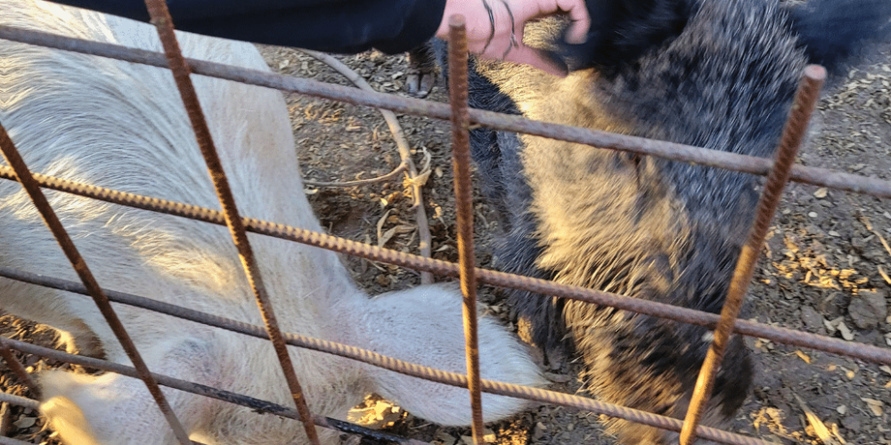 argentina-horse-volunteer-and-animal-sanctuary33