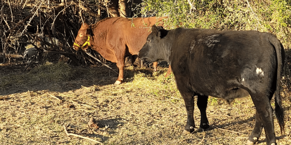 argentina-horse-volunteer-and-animal-sanctuary35