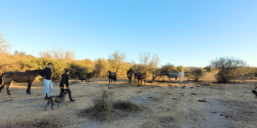 argentina-horse-volunteer-and-animal-sanctuary5