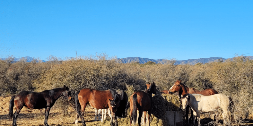 argentina-horse-volunteer-and-animal-sanctuary9