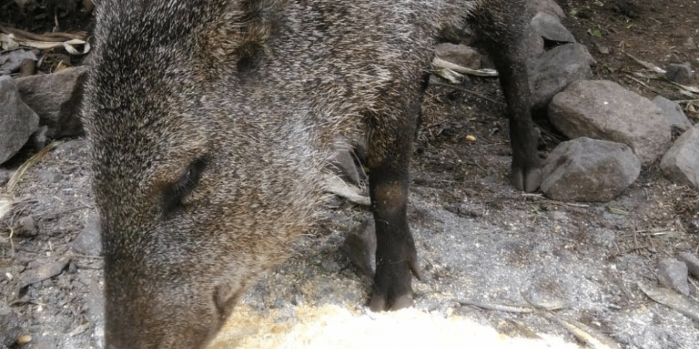 argentina-puma-sanctuary-wildlife-reserve22