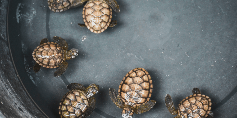 bali-sea-turtle-community-for-teenagers13