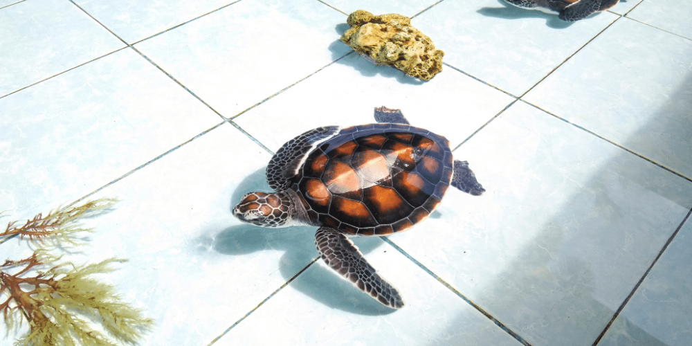 bali-sea-turtle-community-for-teenagers5