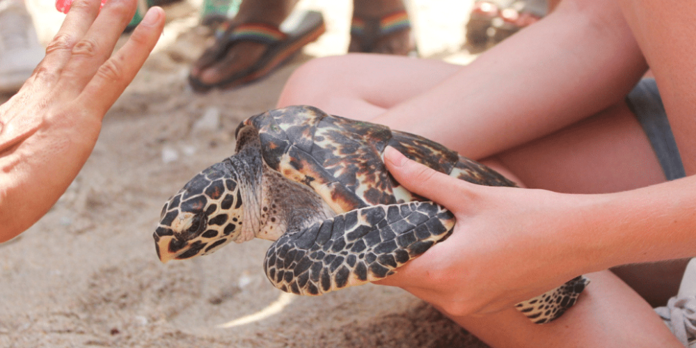 bali-sea-turtle-community-for-teenagers8