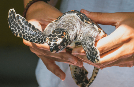 bali-sea-turtle-conservation-program-for-teenagers-main1